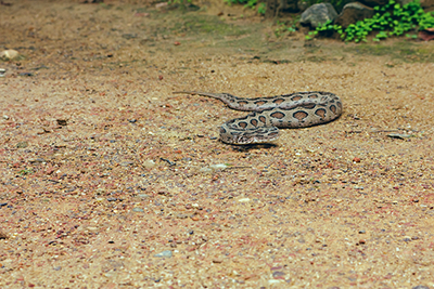 Emergency Care for Snake and Spider Bites