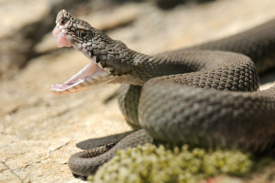 What Should You Do If a Snake Bites You? - Complete Care