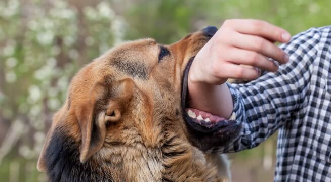 how long does dog need to get rabies shot