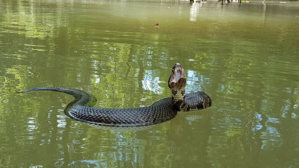 Cottonmouth snake