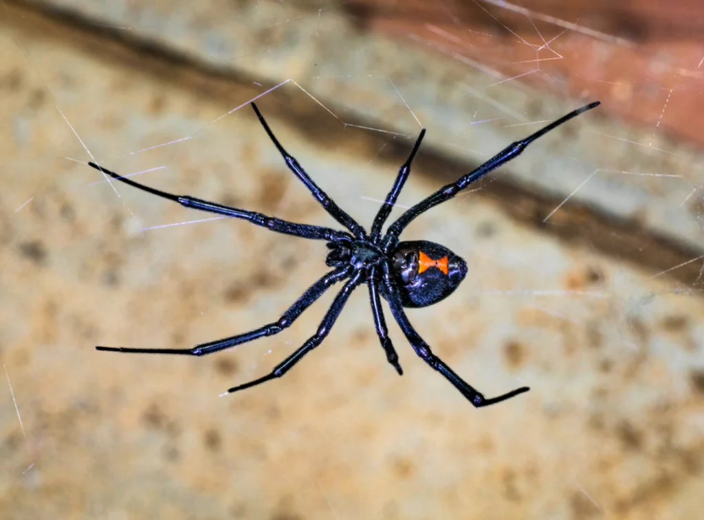 Female Black Widow spider