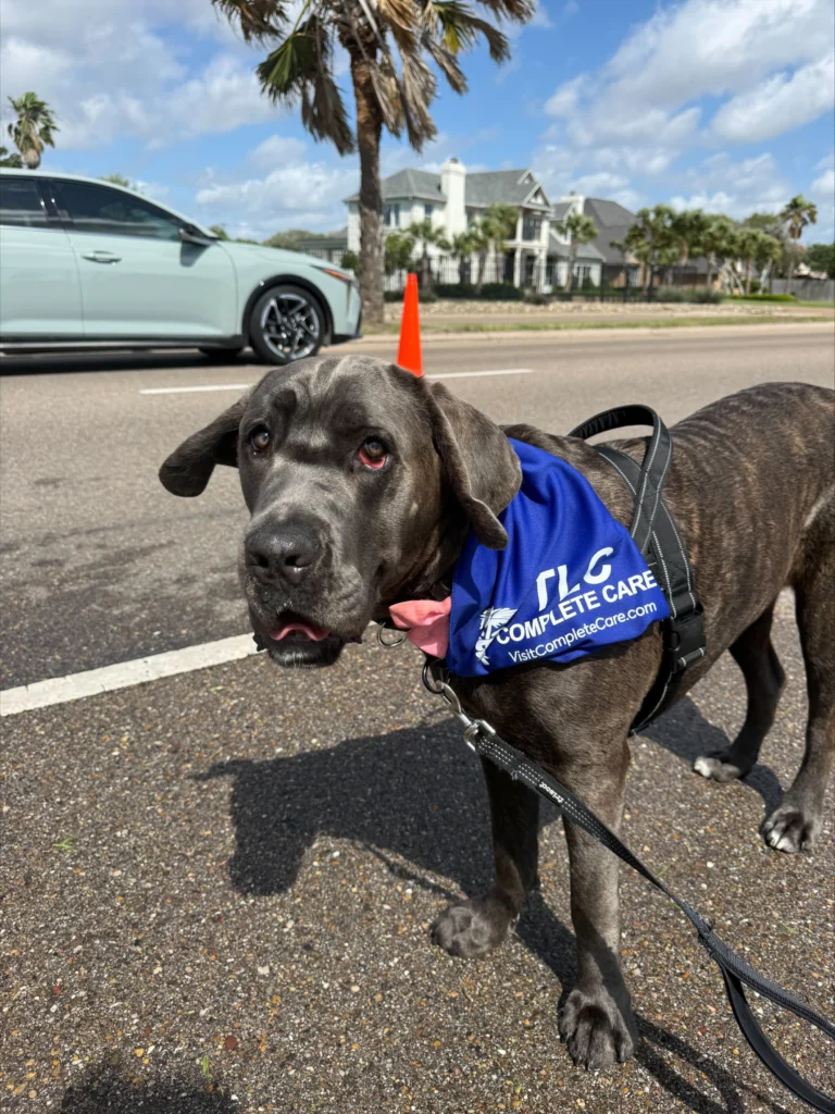 Photo of a black dog with a TLC Complete Care bandana on